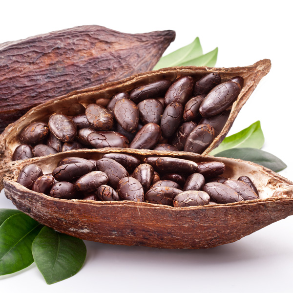 Beurre de Cacao Brut bio - Huiles végétales et essentielles bio au